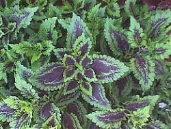 Coleus coleus