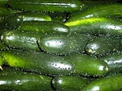 Cetriolo Cetrioli