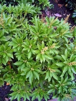 Pieris pieris japonica debutante