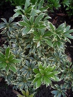 Pieris pieris japonica variegata