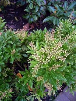 Pieris pieris japonica purity