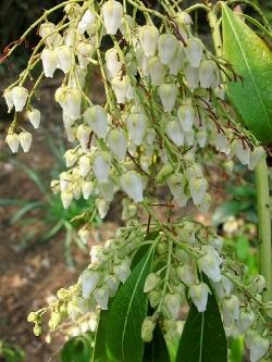 Pieris pieris japonica 0239