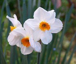 Narciso - Narcissus - Giardino - Bulbi