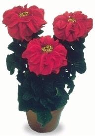 Stella di Natale vaso