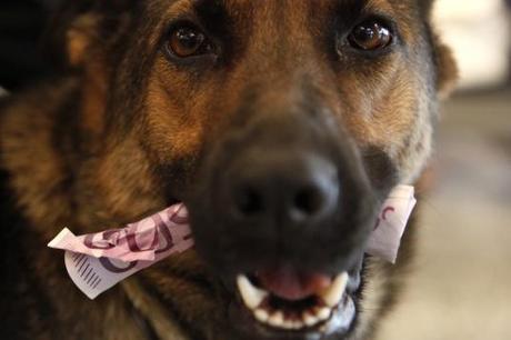 Per chi dice che il denaro non puzza Dina erschnueffelt Geld am Frankfurter Flughafen