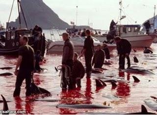 Giornata Mondiale dell'Ambiente: dopo il disastro del Golfo del Messico, il massacro alle Isole Faroe