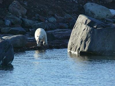 Aumenta il rischio di estinzione di molti animali, l’orso bianco e la foca nelle zone Artiche