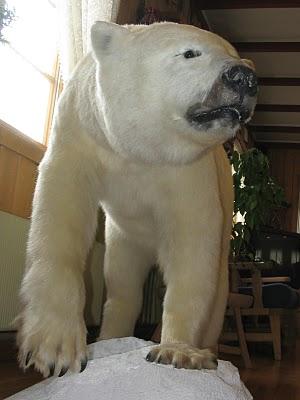 Aumenta il rischio di estinzione di molti animali, l’orso bianco e la foca nelle zone Artiche