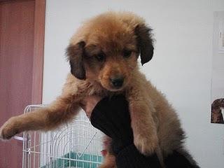 23 cuccioli di cane in Puglia  cercano disperatamente casa!