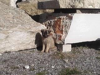 23 cuccioli di cane in Puglia  cercano disperatamente casa!