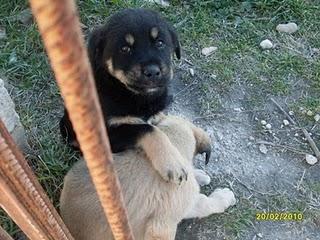 23 cuccioli di cane in Puglia  cercano disperatamente casa!