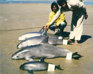 Vaquita, il delfino più a rischio