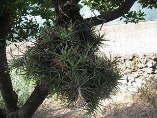 Immagini Etna Gardening