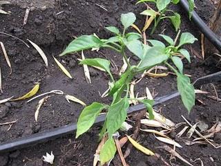 Immagini Etna Gardening