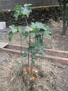 Immagini Etna Gardening