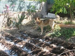 Immagini Etna Gardening