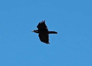 Quel corvo in volo nella Cornovaglia di Re Artù
