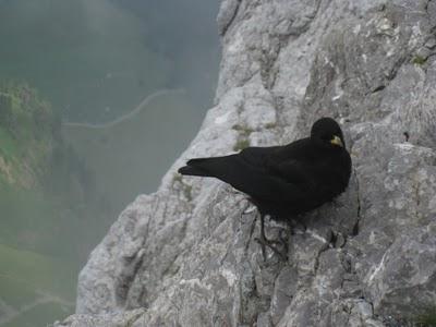 Pilatus, Tomlishorn 2132 metri dal livello del mare.