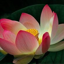 Padmasana, la posizione del loto. L’asana dello Hata-Yoga   