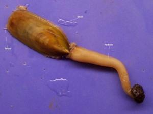 Fossili Viventi Fossili Viventi