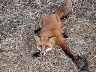 Pellicce: la cattura degli animali selvatici