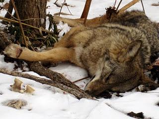 Pellicce: la cattura degli animali selvatici