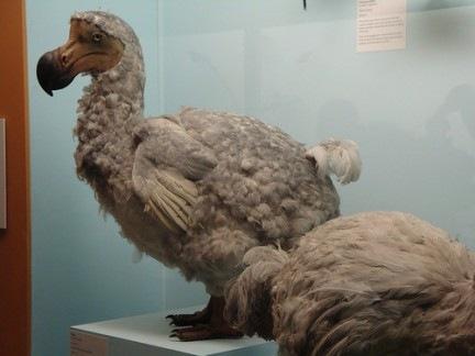 dodo