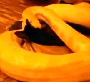 Death grip: the python pounces