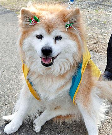 Morto in Giappone il cane più vecchio del mondo: aveva 26 anni