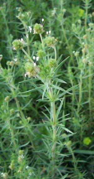 Psillio (Plantago psyllium o Plantago ovata) Psillio (Plantago psyllium o Plantago ovata)