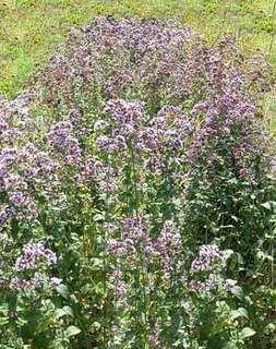 Origano Origano