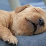 immagini-cuccioli-3 immagini-cuccioli-3