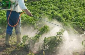 Controllo pesticidi alimentari destinati all’infanzia