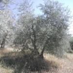 olivi biologici