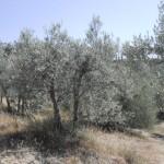 olivo biologico