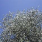 oliveta biologica