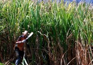 Centroamerica: le morti misteriose nelle piantagioni di canna da zucchero