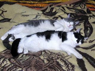 Roba da gatti: simmetrie. Roba da gatti: simmetrie.