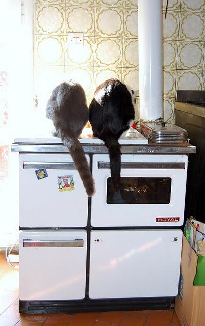 Roba da gatti: simmetrie. Roba da gatti: simmetrie.