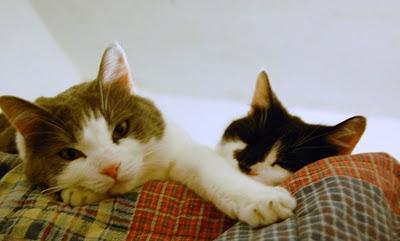 Roba da gatti: simmetrie. Roba da gatti: simmetrie.