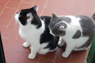 Roba da gatti: simmetrie. Roba da gatti: simmetrie.