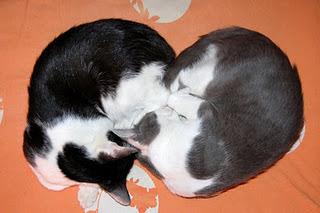 Roba da gatti: simmetrie. Roba da gatti: simmetrie.