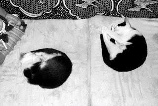 Roba da gatti: simmetrie. Roba da gatti: simmetrie.