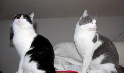 Roba da gatti: simmetrie. Roba da gatti: simmetrie.