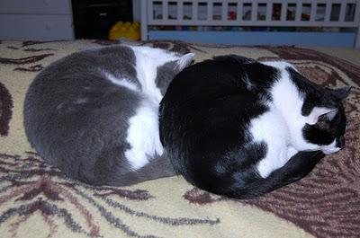 Roba da gatti: simmetrie. Roba da gatti: simmetrie.