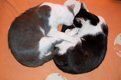 Roba da gatti: simmetrie. Roba da gatti: simmetrie.