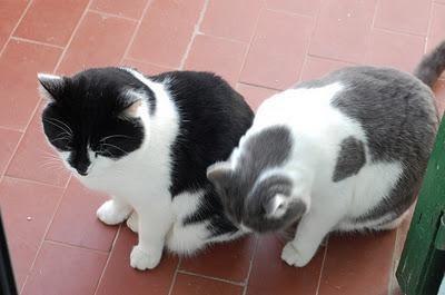 Roba da gatti: simmetrie. Roba da gatti: simmetrie.