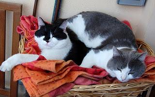 Roba da gatti: simmetrie. Roba da gatti: simmetrie.