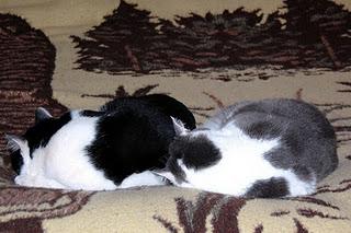 Roba da gatti: simmetrie. Roba da gatti: simmetrie.