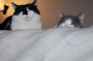 Roba da gatti: simmetrie. Roba da gatti: simmetrie.